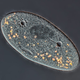 Illustration for article titled Marvel at 2013s best microscopic photography
